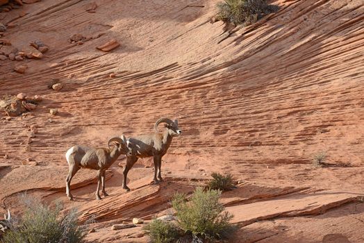 big horn sheep on a sandstone rock in east side of zion national park