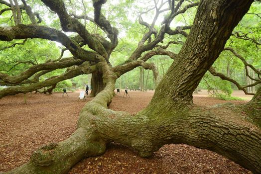 a old historic angel oak tree near charleston, south carolina