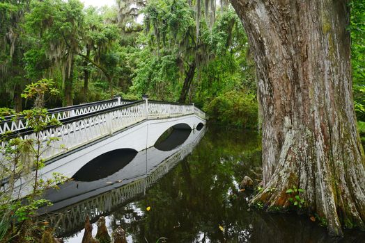 a white bridge in a swamp area in magnolia plantation near charleston