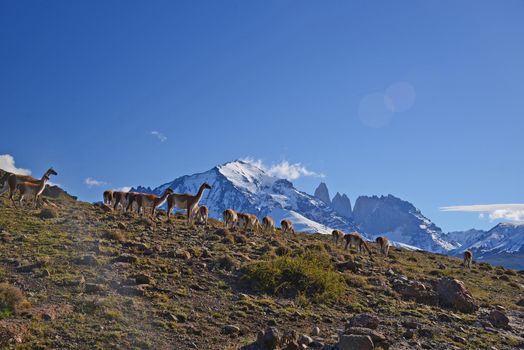 wild guanaco with hill and mountain in patagonia