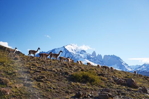 wild guanaco with hill and mountain in patagonia