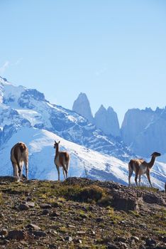 wild guanaco with hill and mountain in patagonia