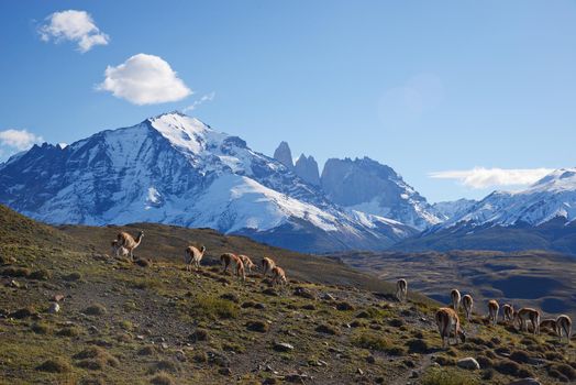 wild guanaco with hill and mountain in patagonia