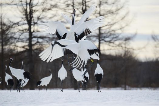 Japanese crane in Hokkaido