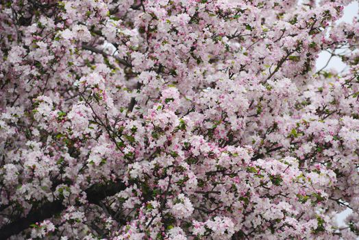 pink flower of cherry blossom in korea