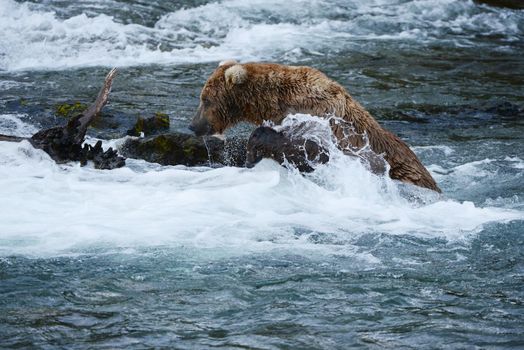 grizzly bear in brooks river hunting for salmon at katmai national park in alaska