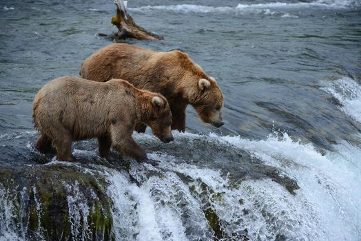 grizzly bear in brooks river hunting for salmon at katmai national park in alaska