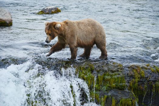 grizzly bear in brooks river hunting for salmon at katmai national park in alaska