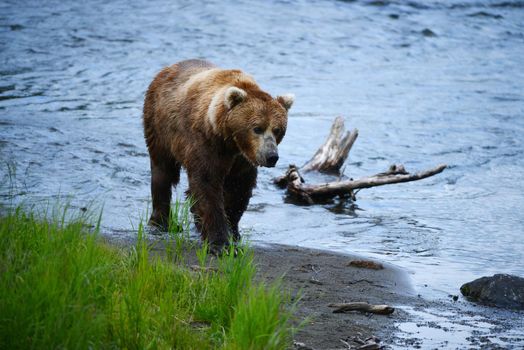 grizzly bear in brooks river hunting for salmon at katmai national park in alaska