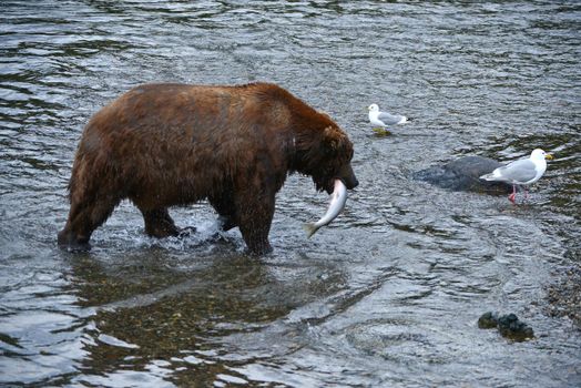 grizzly bear in brooks river hunting for salmon at katmai national park in alaska