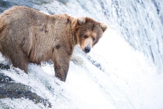 grizzly bear hunting for salmon in alaska