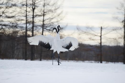 Japanese crane in Hokkaido