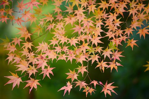 red maple leaves with dark background