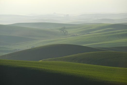 green wheat hills of farming crop area in palouse washington with morning sunlight