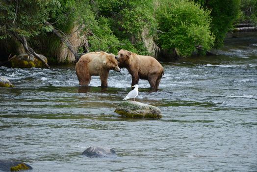 grizzly bear fighting in a river at katmai national park