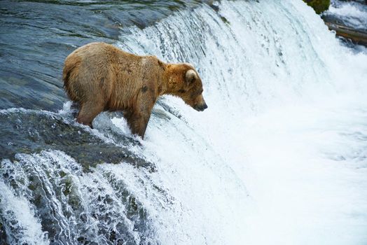 grizzly bear in brooks river hunting for salmon at katmai national park in alaska