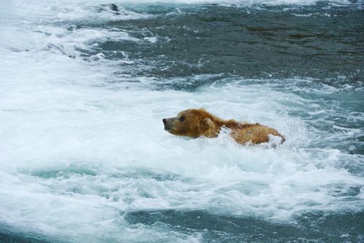 grizzly bear in brooks river hunting for salmon at katmai national park in alaska