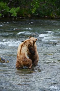 grizzly bear fighting in a river at katmai national park