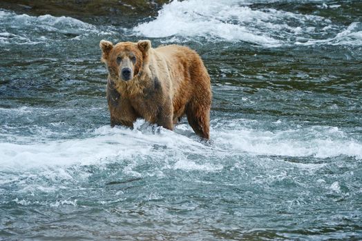 grizzly bear in brooks river hunting for salmon at katmai national park in alaska