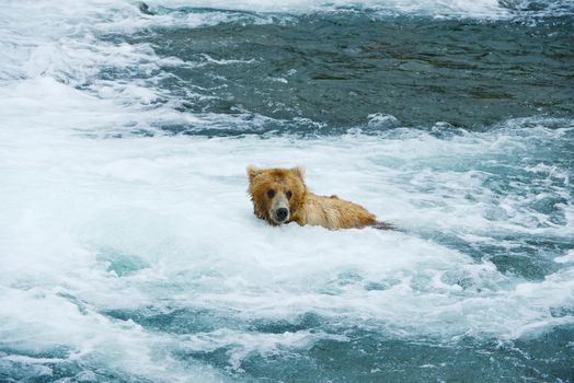 grizzly bear in brooks river hunting for salmon at katmai national park in alaska