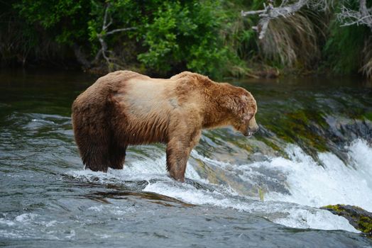 grizzly bear in brooks river hunting for salmon at katmai national park in alaska