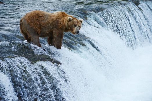 grizzly bear in brooks river hunting for salmon at katmai national park in alaska