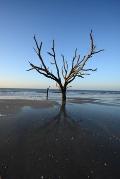 dead tree on a beach at botany bay near Charleston as seen during low tide