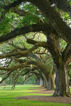 a row of old oak tree from a plantation near Charleston, south carolina