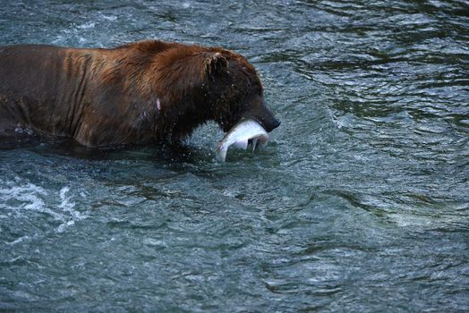 grizzly bear in brooks river hunting for salmon at katmai national park in alaska