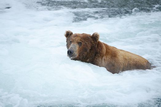 grizzly bear in brooks river hunting for salmon at katmai national park in alaska