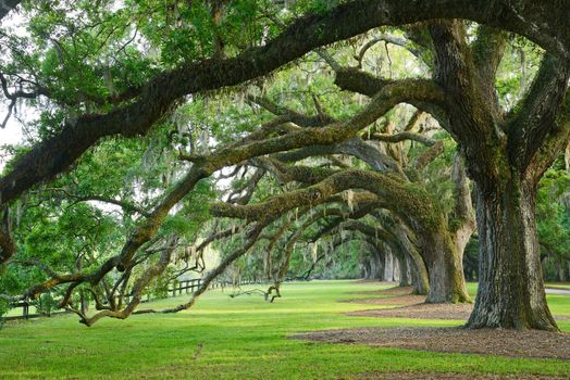 a row of old oak tree from a plantation near Charleston, south carolina