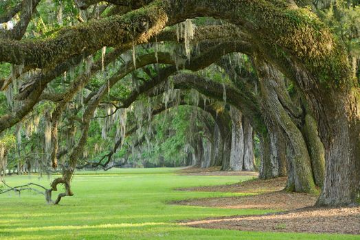 a row of old oak tree from a plantation near Charleston, south carolina