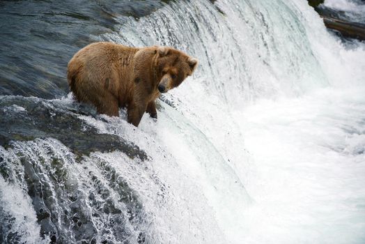 grizzly bear in brooks river hunting for salmon at katmai national park in alaska