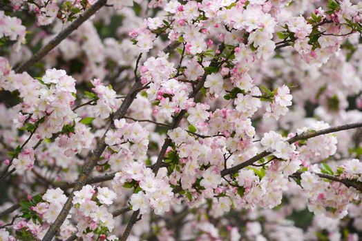 pink flower of cherry blossom in korea