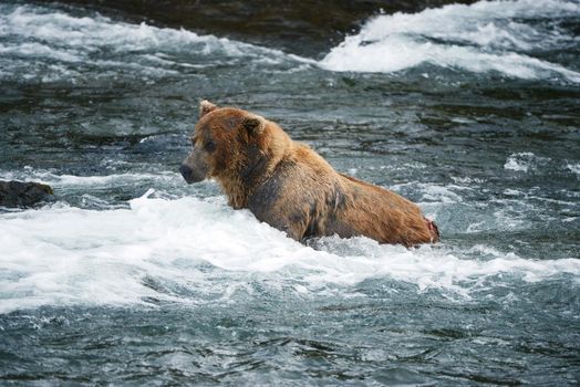 grizzly bear in brooks river hunting for salmon at katmai national park in alaska