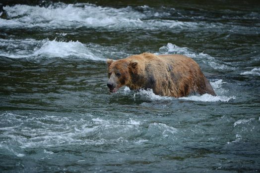 grizzly bear in brooks river hunting for salmon at katmai national park in alaska