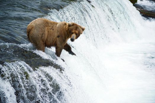 grizzly bear in brooks river hunting for salmon at katmai national park in alaska