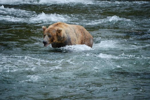 grizzly bear in brooks river hunting for salmon at katmai national park in alaska