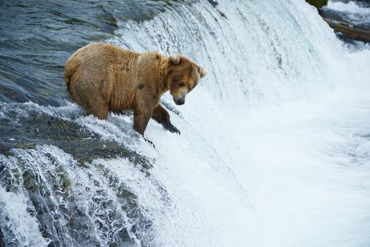 grizzly bear in brooks river hunting for salmon at katmai national park in alaska