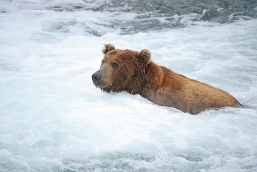 grizzly bear in brooks river hunting for salmon at katmai national park in alaska