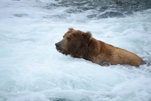 grizzly bear in brooks river hunting for salmon at katmai national park in alaska