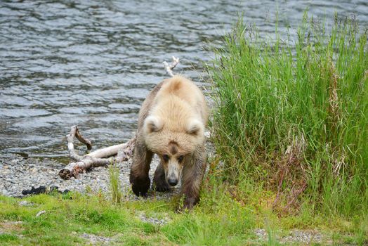 Grizzly bear in Katmai, Alaska