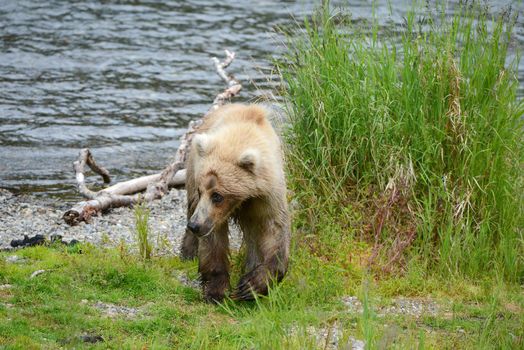 Grizzly bear in Katmai, Alaska