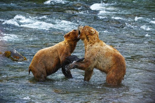 grizzly bear fighting in a river at katmai national park