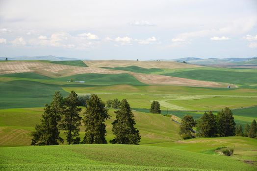 rolling hill of wheat farm land in palouse washington