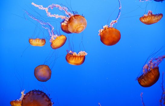 orange nettle jellyfish with blue background