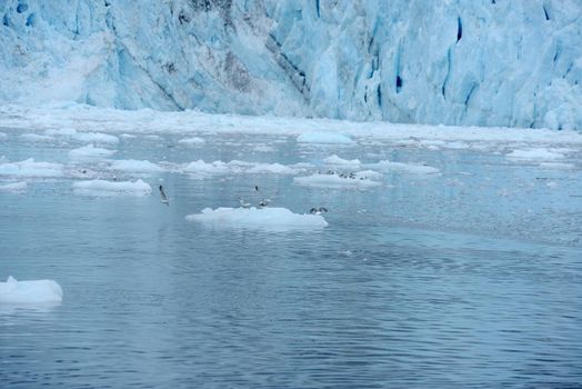 blue color of tidewater glacier in prince william sound in alaska