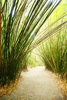 bamboo groove in a plantation near charleston