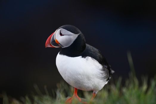 Puffin from westfjord in Iceland