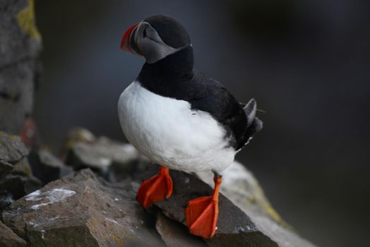 Puffin from westfjord in Iceland